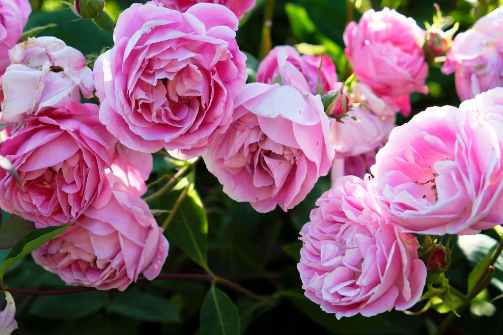 Roses are a garden staple 