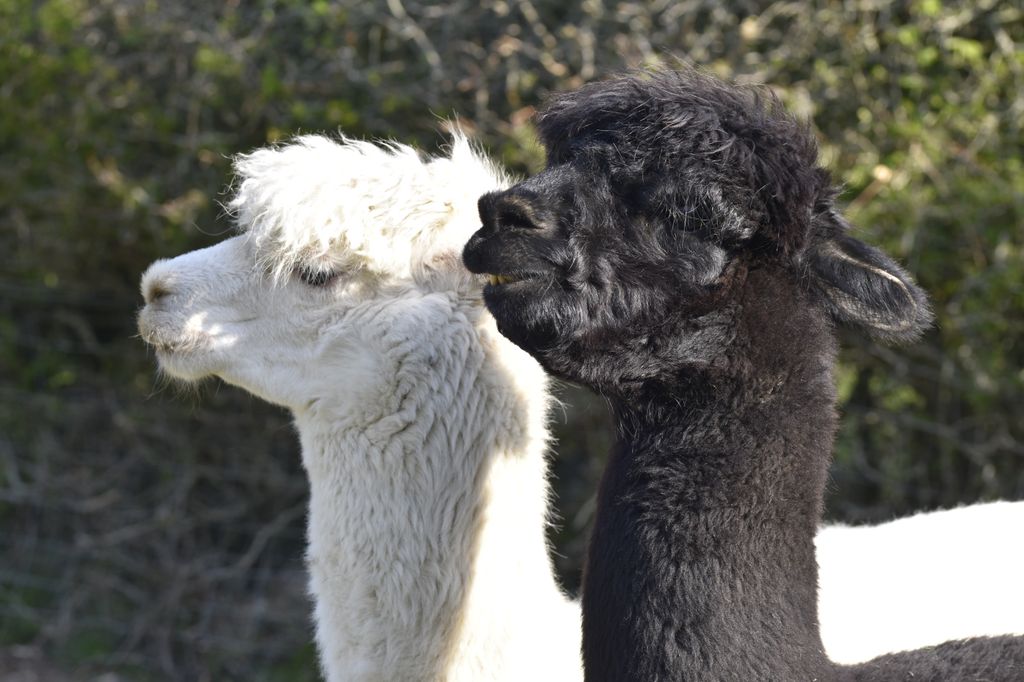 Kelly Holmes alpaca