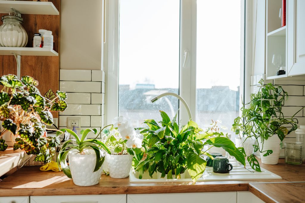 Potted plants in the kitchen sink near the window