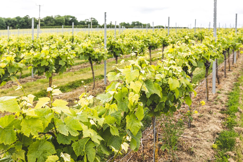 Langham's Wine Estate - view of grape vines