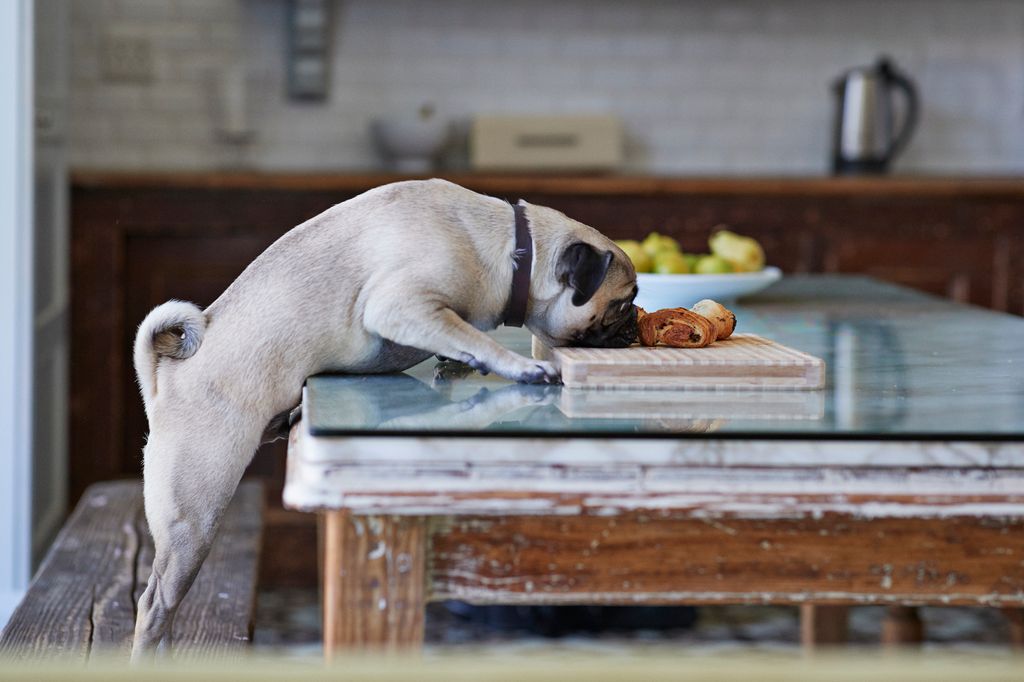 Pug dog stealing pastry from dinner table in kitchen