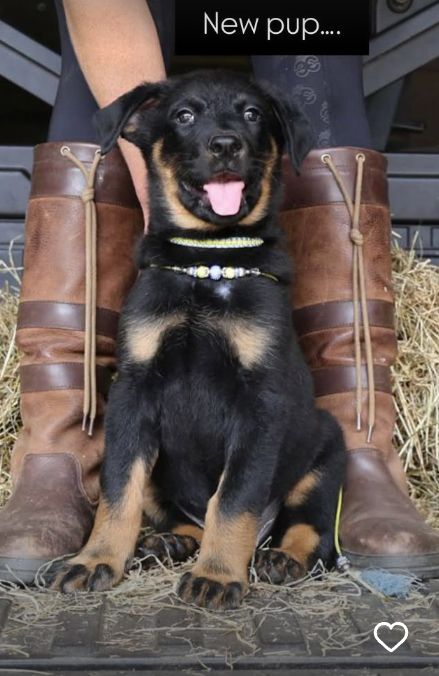 A German Shepherd puppy standing next to a pair of boots