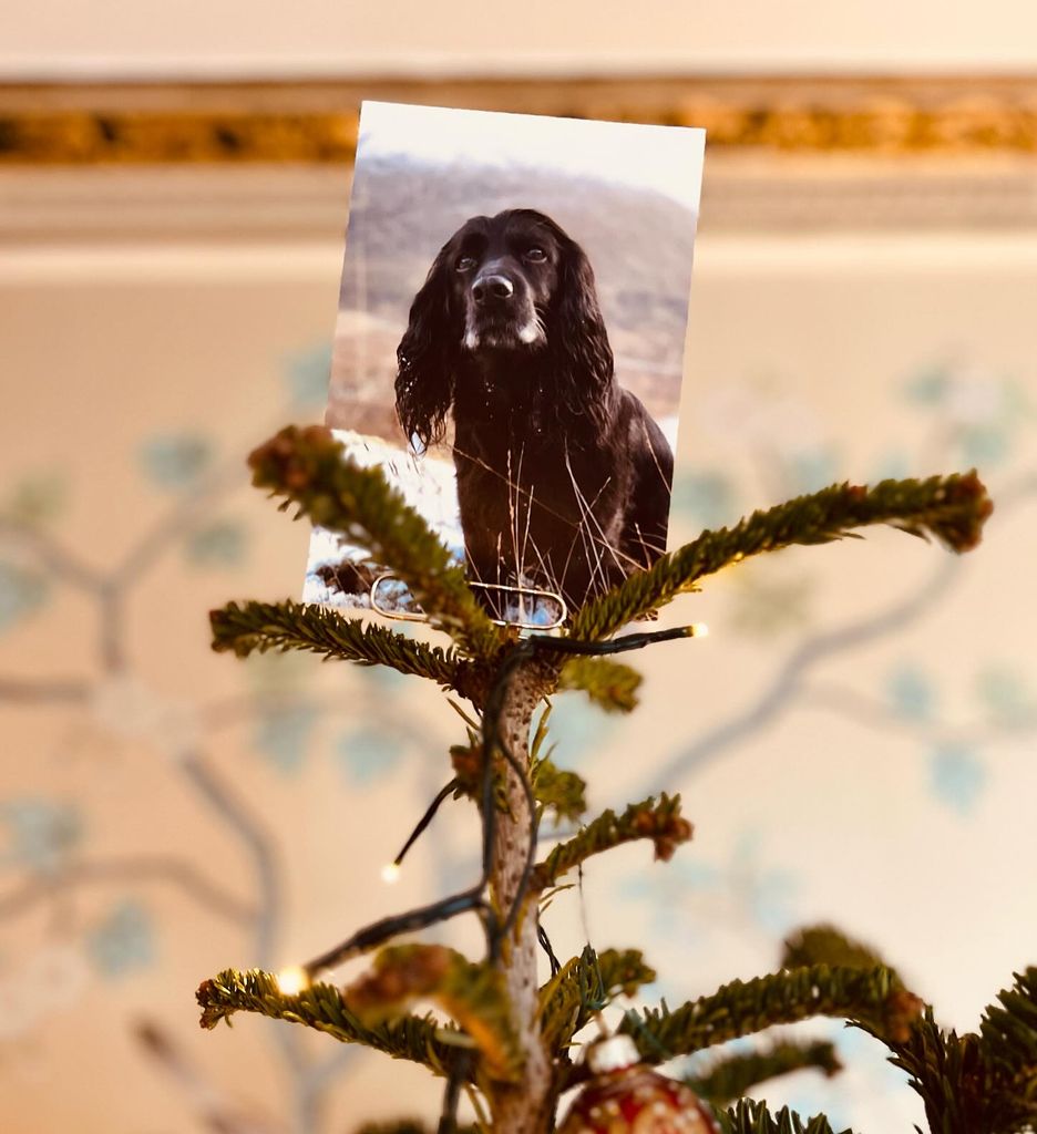 James Middleton's dog Ella on top of Christmas tree