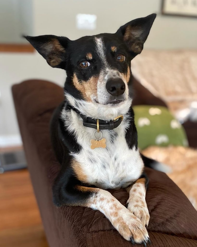 Hilary Swanks's dog Kai