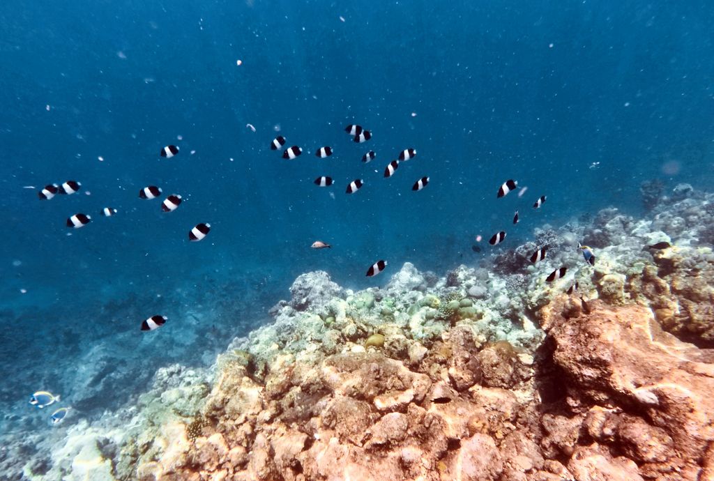 Black and white fish swimming on the reef in the Maldives