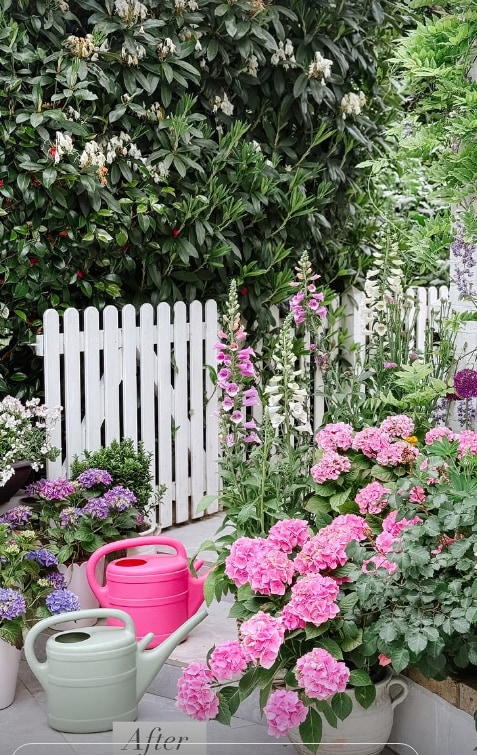 Photo of Shirlie's garden showing white fence surrounded by tall hedge, pink hydrangeas and two watering cans