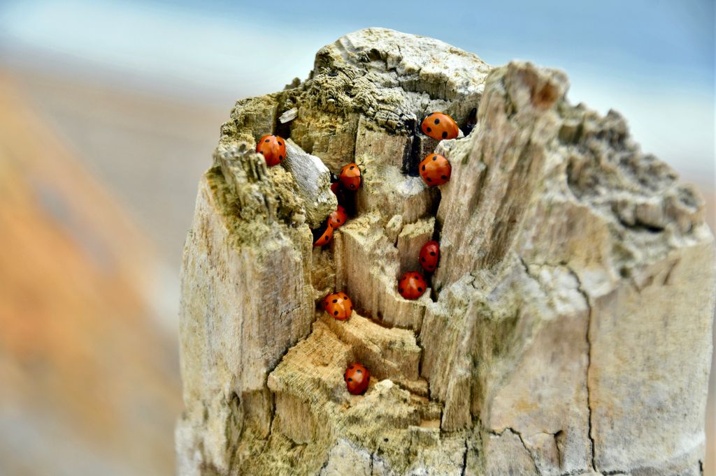 In clusters, ladybirds can be a nuisance