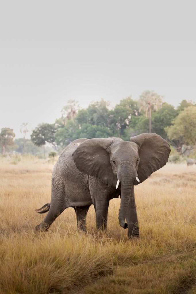 elephant on safari in botswana