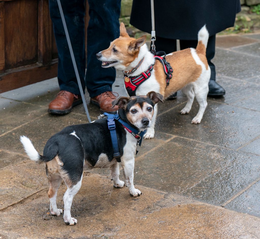 Two Jack Russell terrirs, one with a black coat and another with a light brown one