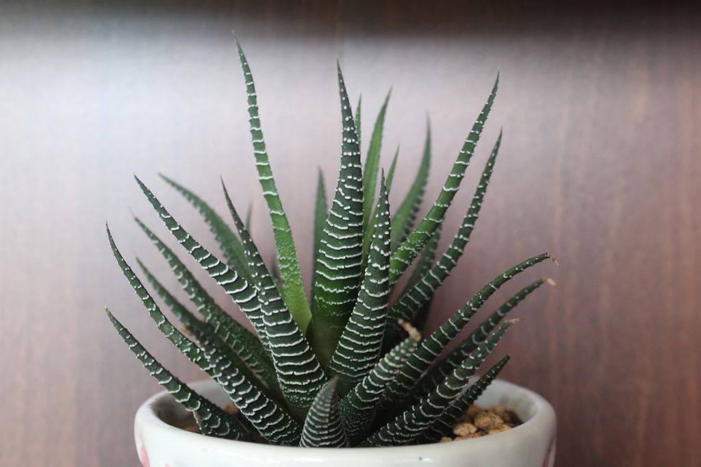 large potted zebra Haworthia plant