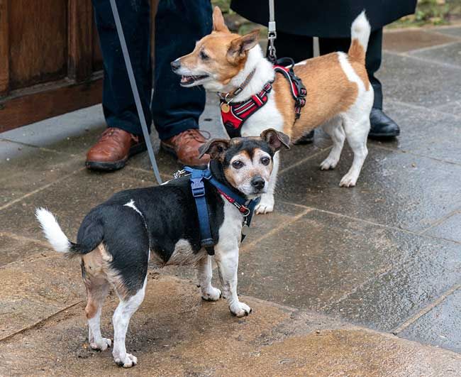 Queen Consort Camillas dogs in Lacock