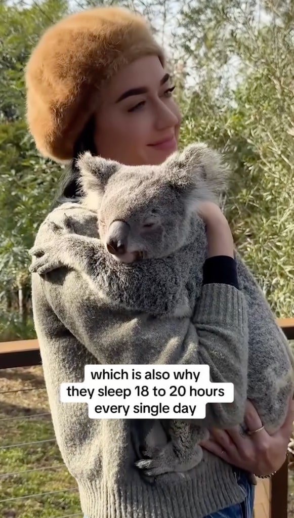 Katy Perry australia zoo