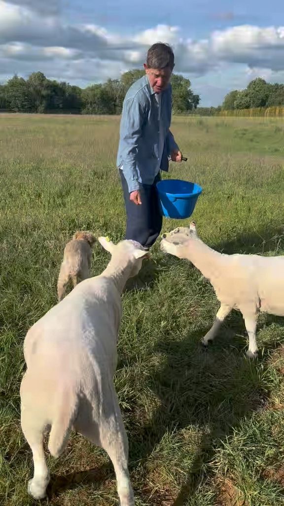 Ellen DeGeneres captured feeding her new sheep on the lawn of her Cotswolds home, shared on Instagram