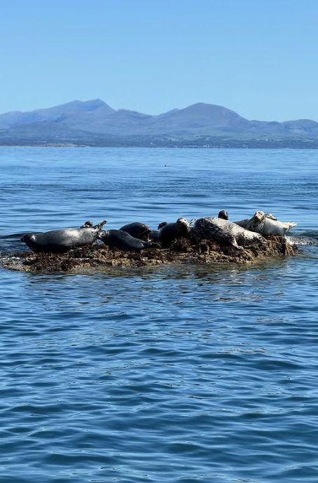 A group of seals sunbathing on rocks