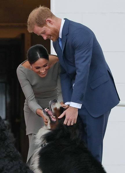 prince harry meghan dog