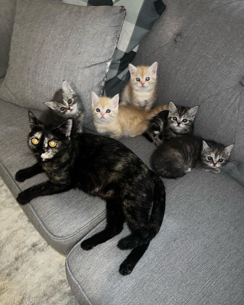 Nikita's cats on sofa 