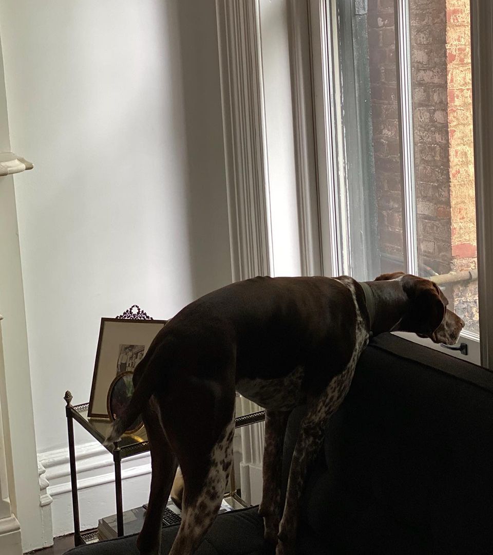 David Muir's dog Axel standing by the window in his living room