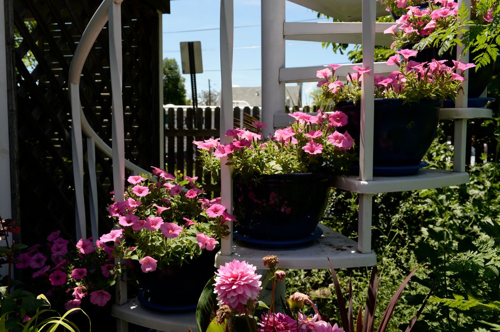 DENVER, CO - June 13: Potted flowers line the stairwell in the far back of the garden Saturday, June 13, 2015 at Rob Proctor's home on the 3000 block of West 46th Avenue in Denver, Colorado. Proctor has hundreds of potted flowers, plants and even a vegetable garden in his large backyard that he has been tending to for years. This years tour was to raise money for the Dumb Friends League. (Photo By Brent Lewis/The Denver Post via Getty Images)