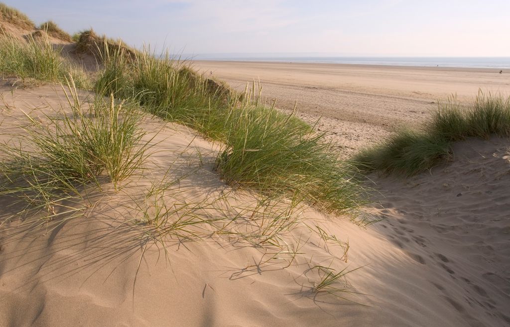 Sand dune with grass
