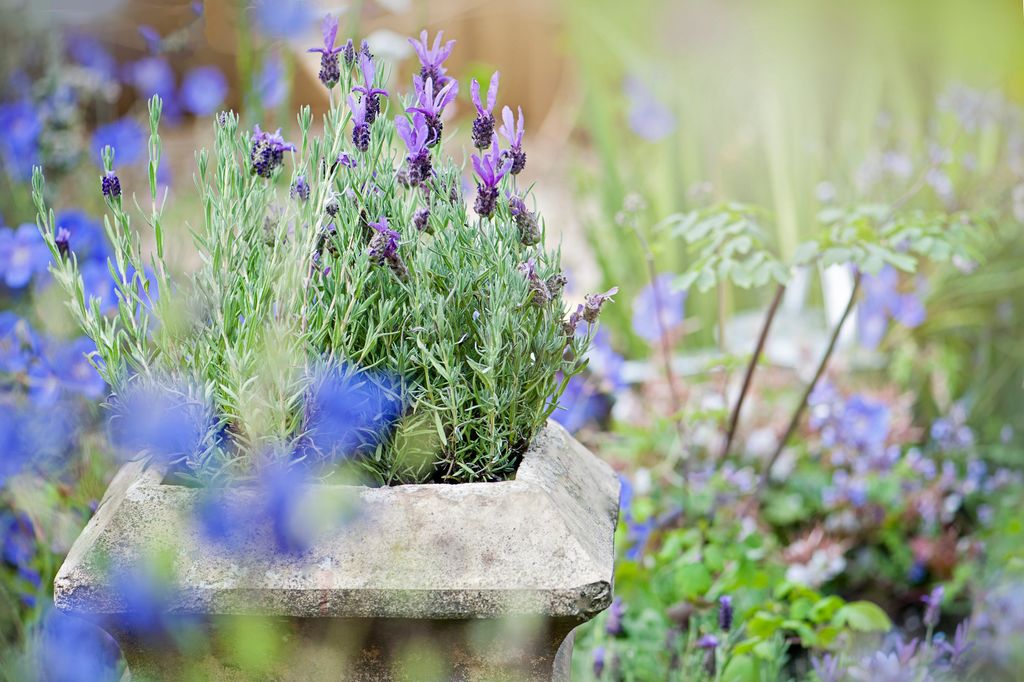 Perennials like lavender should burst back to life in spring