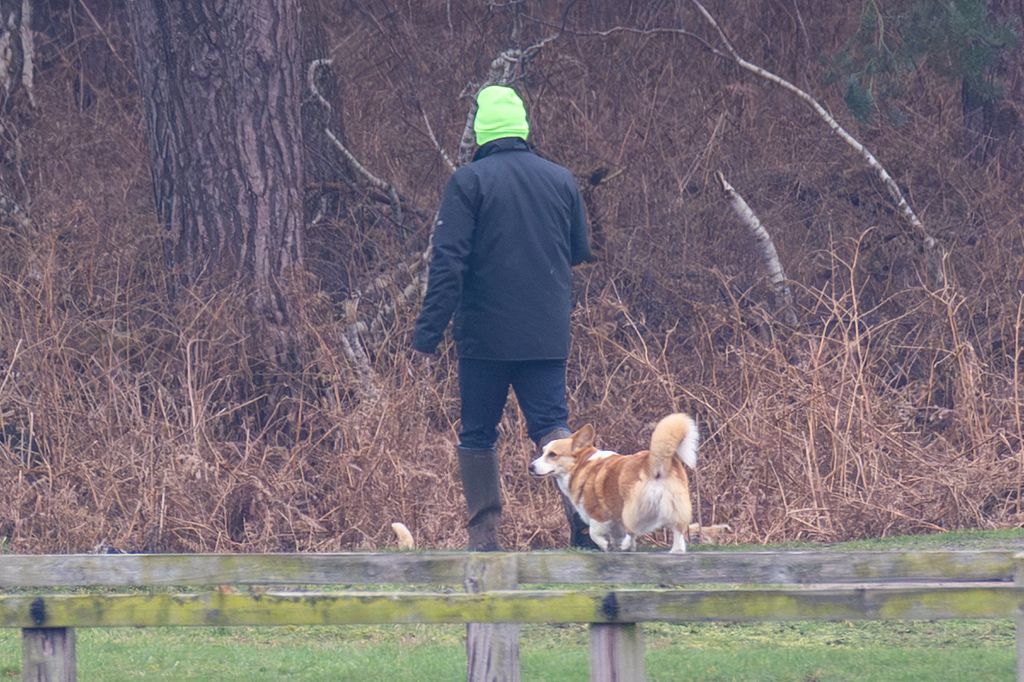 Le regretté Queen's Corgis lors d'une promenade avec son chien sur le domaine de Sandringham 