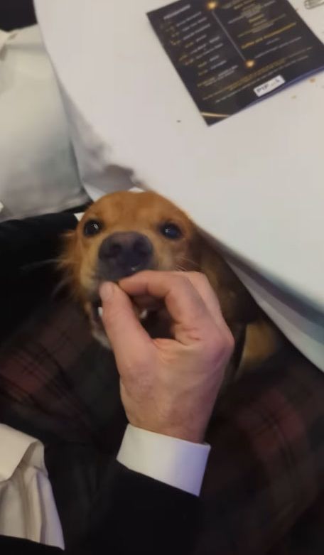 James Middleton feeding his dog under the table