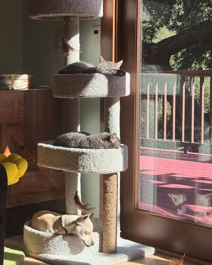 Willow Smith shares a photo of her pets at home on Instagram