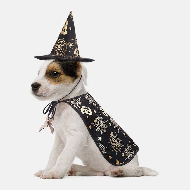 witch dog costume