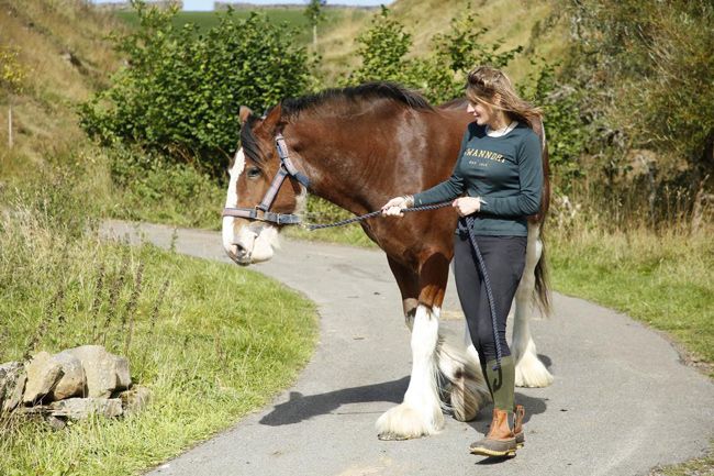 our yorkshire farm horse