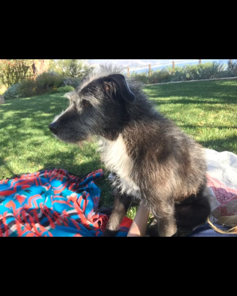 Picture of Julia Robert's dog Myrtle