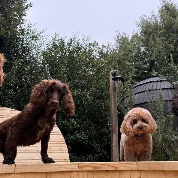 Four dogs in front of an outdoor shower 