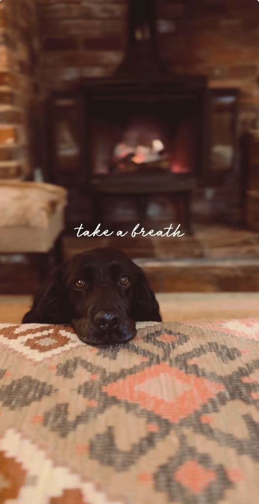 dog with head on sofa in front of fire