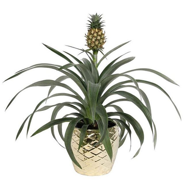 pineapple plant