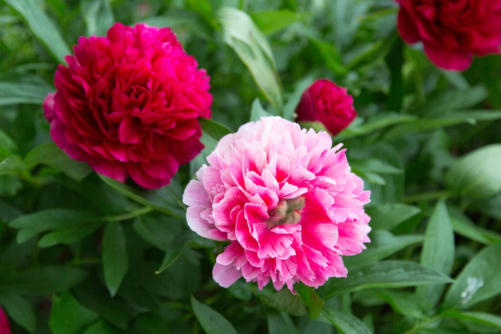 Peonies have a short flowering time 