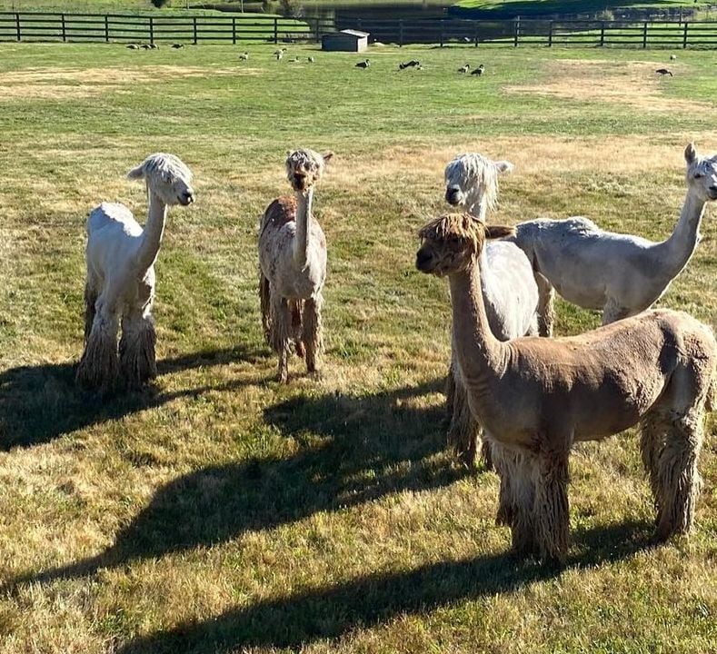 Salma Hayek washington ranch alpacas