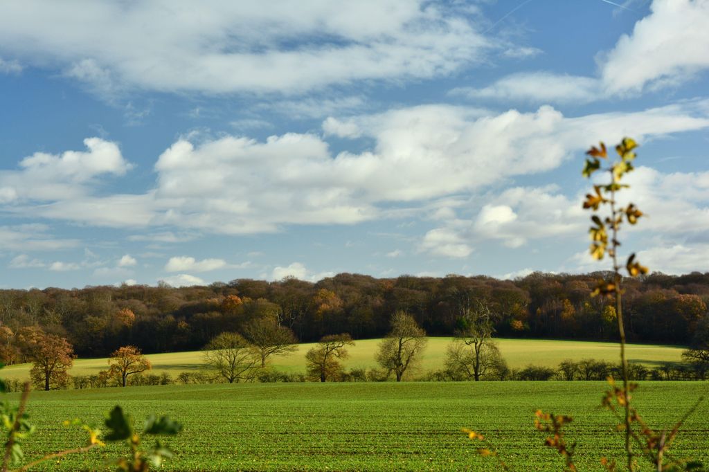 field with trees and blue skies