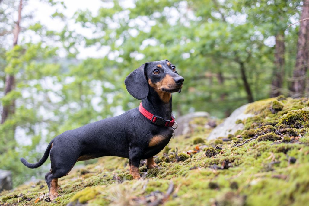 Young dachshund hunting in the forest 