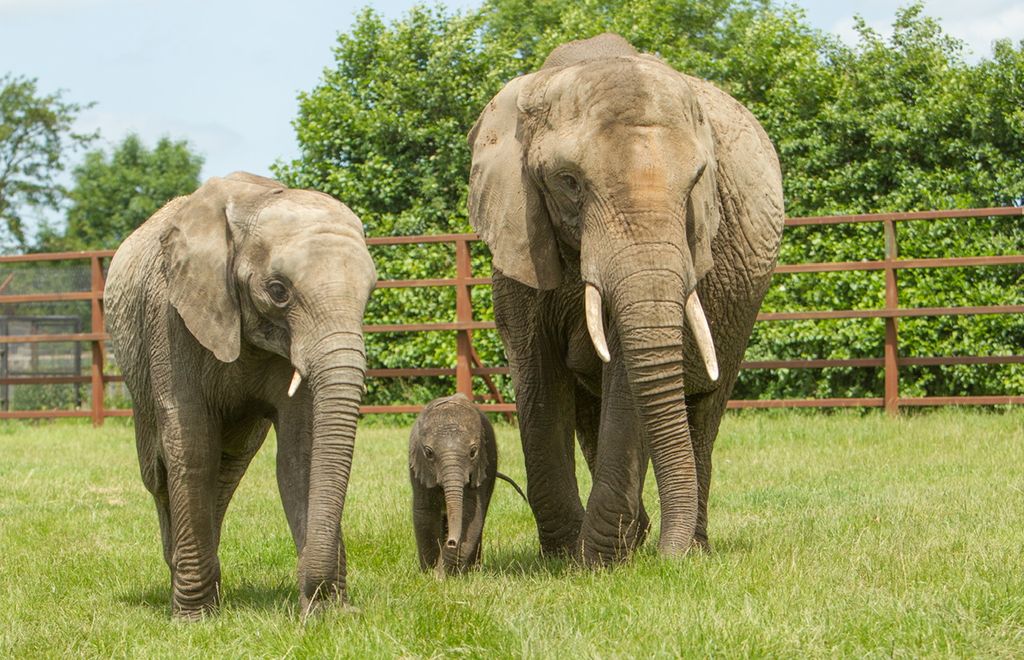 Elephants walking with baby elephant at Howletts Wild Animal Park