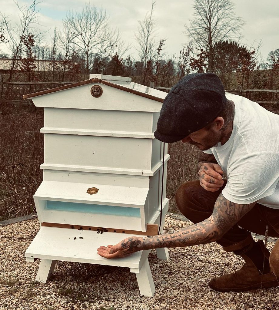 man checking on bee hive