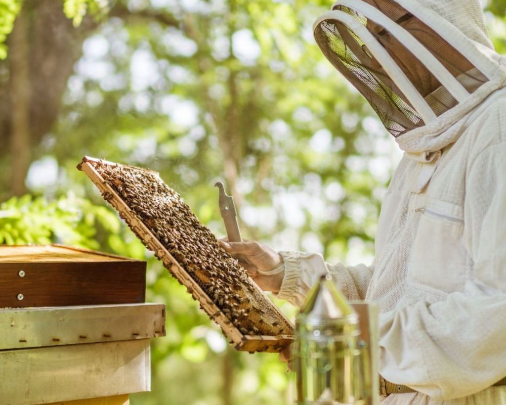 Beekeeping at Carton House, Fairmont