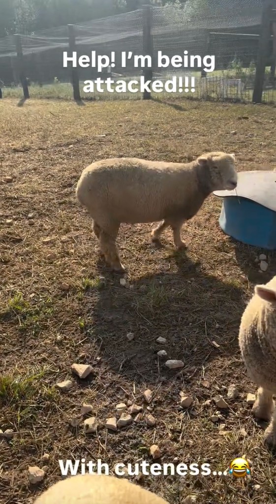 carrie underwood farm sheep