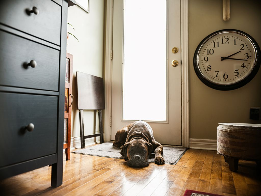 Boxer dog looking thru the window at home during lockdown caused by COVID-19 world pandemic.