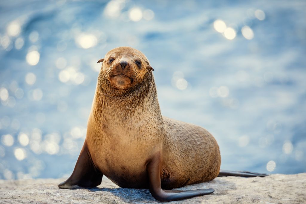 A seal in The Secret Lives of Animals