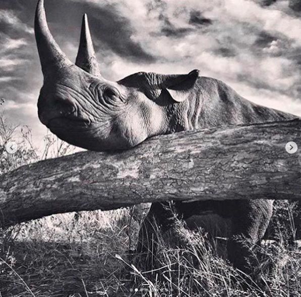 harry meghan earth day rhino