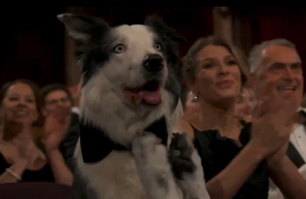 Messi the dog claps for Robert Downey Jr.