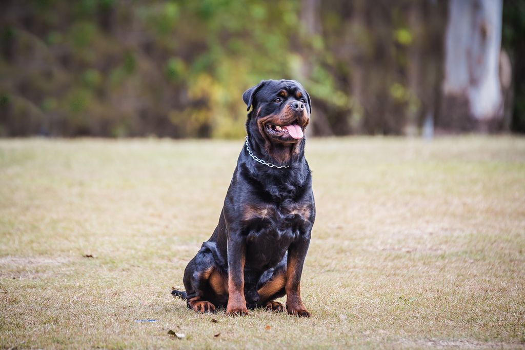 Rottweiler watching out for his owner