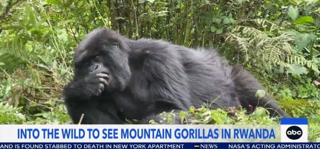 moutain gorilla