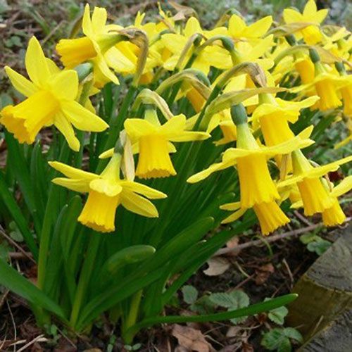 Daffodils Gardening Express