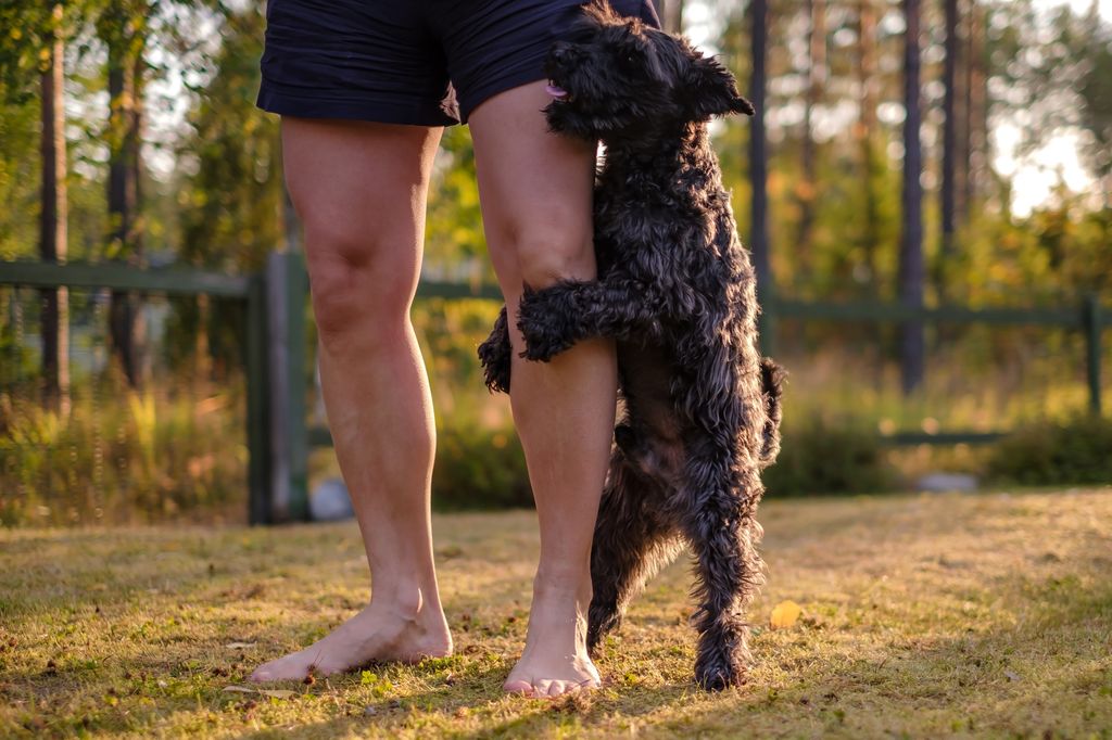 Miniature black schnauzer dog humping owner's leg