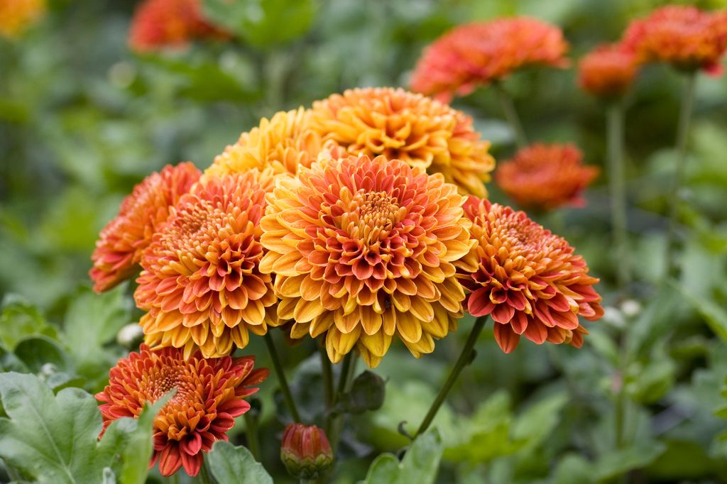 Orange Chrysanthemums make a real statment